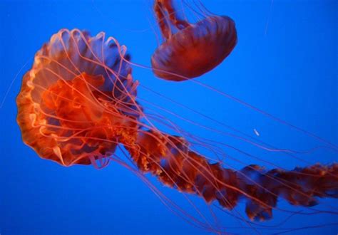 The Most Beautiful And Colorful Jellyfish Pictolic