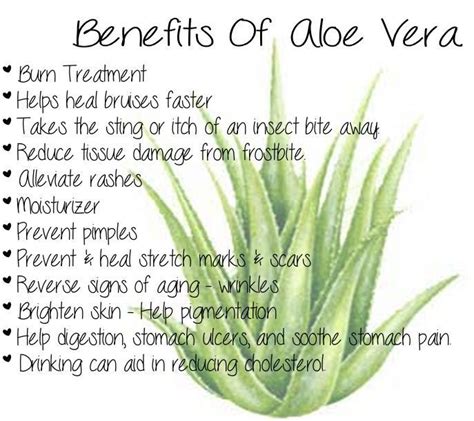 Although aloe is about 99% water, the remaining 1% is extremely powerful and it is thought this is because the close to 100 it is often reported that burns can be healed remarkably quickly and the pain reduced very quickly with topical application of aloe vera to the burn area. Aloe plays a key role in the calming effects of SkinFence ...