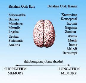 Anatomi Otak Manusia Dan Fungsinya Pdf