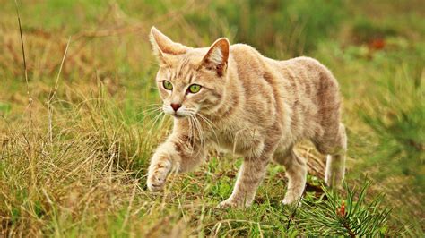 Red Cat With Green Eyes Walking On The Grass Wallpapers