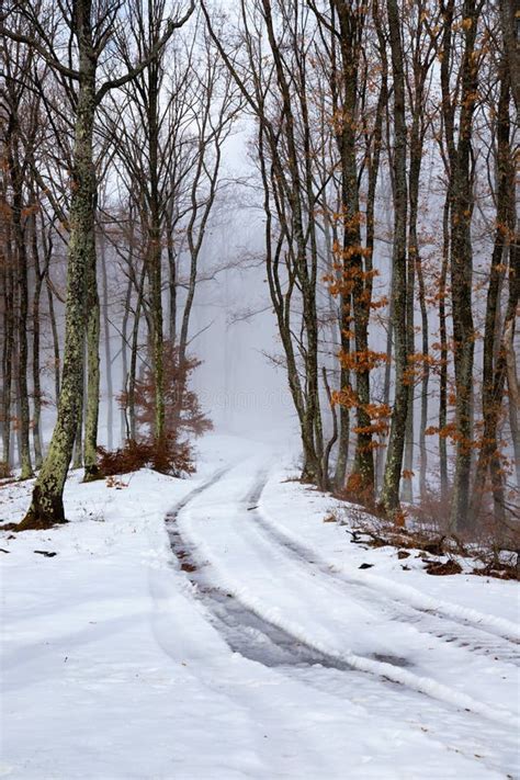 Snowy Mountain Road Stock Image Image Of Wood Road 163728791