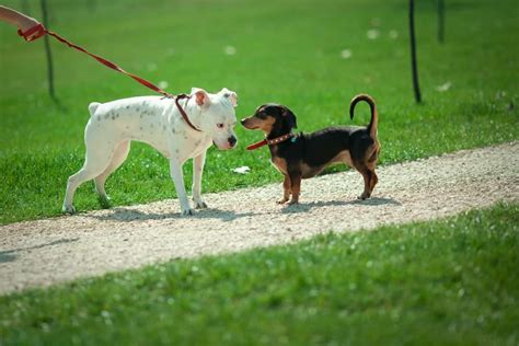 Best Friends Furever How To Safely And Successfully Introduce Dogs The