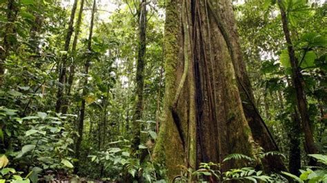 Tallest Tree In The Amazon Found By University Of Cambridge Researchers