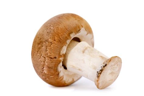 One Brown Mushroom Stock Image Image Of Edible Freshness 16566907
