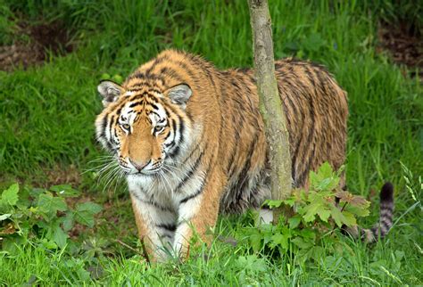 Land Of The Amur Tiger Many Thanks For Your Kind