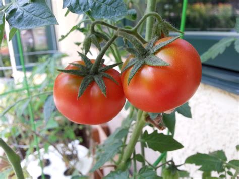 Heirloom Tomato Varieties Gardenisto