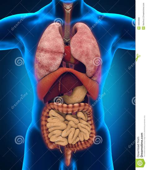 Anterior View Of Human Body Stock Photography Image 30659082