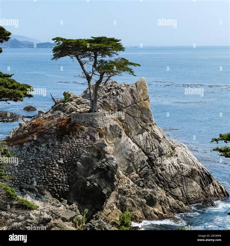 The Lone Cypress Is A Monterey Cypress Tree In Pebble Beach California