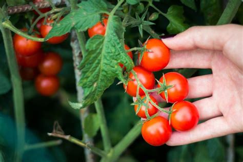 Cómo Sembrar Y Cultivar Tomates Cherry En Maceta O La Huerta Eco