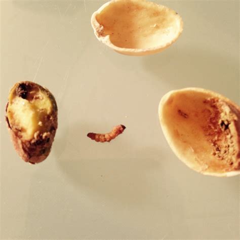 Fresher Spots Dead Maggot Inside Her Pistachio