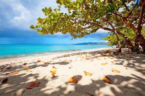 Nature Landscape Virgin Islands Beach White Sand Trees Leaves