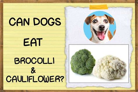 There are many things that dogs can eat, but moderation is advised. Can Dogs Eat Broccoli and Cauliflower? | ZooAwesome