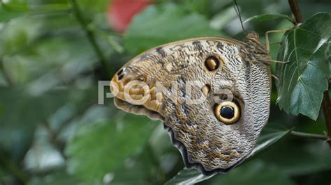 Ventral Underside Of Wing Of Blue Morpho Butterfly 4k Stock Footage