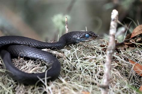 East Indigo Snake Fl Photograph By Olli Kay