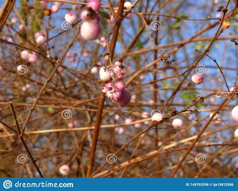 Pink Snowberries Stock Photo Image Of Brown Shrub 149703296