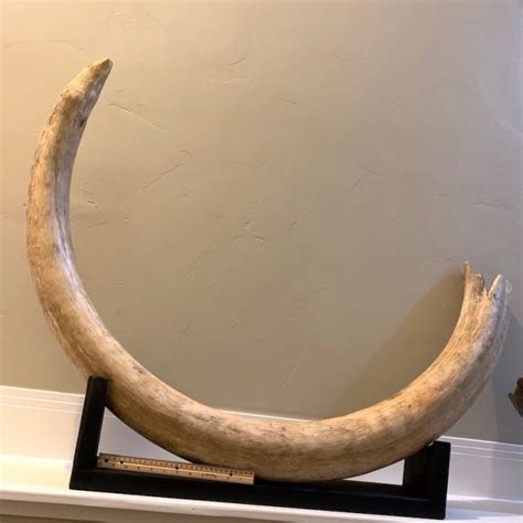 HUGE Mammoth Tusk