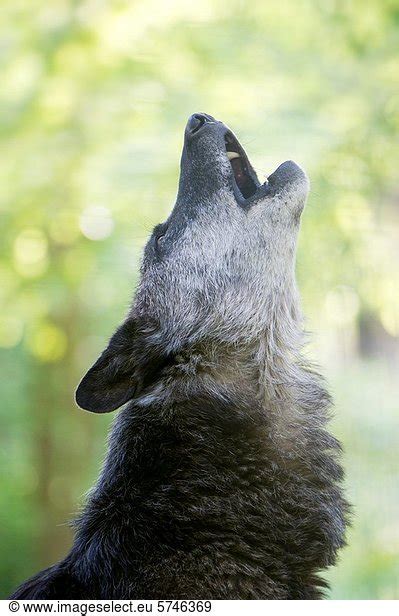 North American Timber Wolf Howling At The Wolf Science Centre In