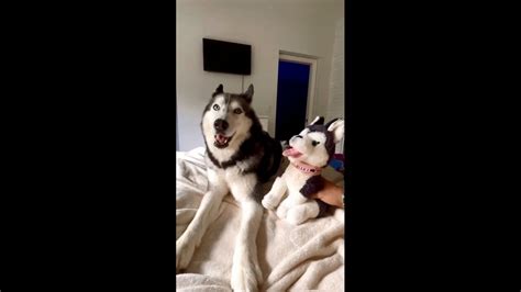 Human Tells Dog Her Toy Is Cuter Than Her She Reacts Watch Hilarious