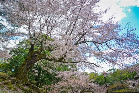 Cherry Trees And Flowers In Nara Park Stock Photo Image Of Japan