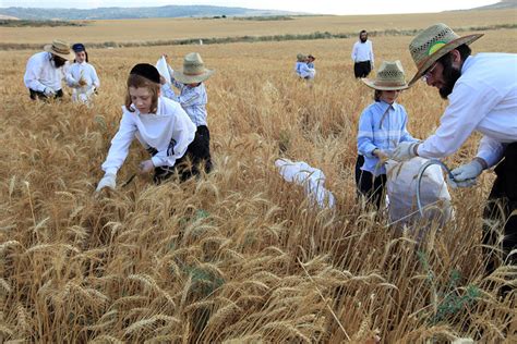 Because the length of the months used to be variable, determined by observation (see jewish calendar), and there are two new moons between passover and shavuot, shavuot could occur on the 5th or 6th of sivan. Welcoming Shavuot with customs of the season - Jewish Ledger