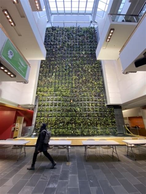 Living Wall At The University Of Guelph Humber Given New Life Humber Today