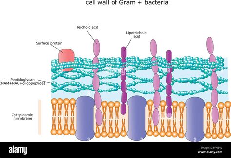 Structure Of The Cell Wall Of A Gram Positive Bacterium Stock Vector