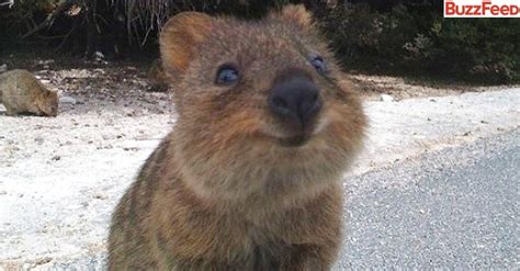 The happiest animal on earth. Do you know Quokka ?: katriona_s — LiveJournal