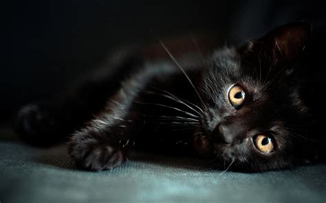 Black Cat Hd Desktop Wallpapers Top Free Black Cat Hd Desktop