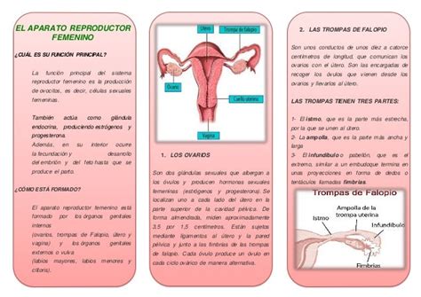 Imagen Sistema Reproductor Femenino