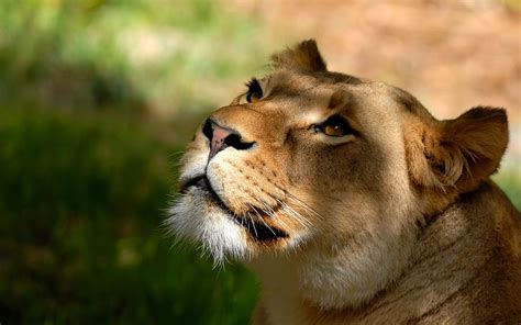 Wallpaper Lioness Look Up Face Eyes 1920x1200 Hd Picture Image