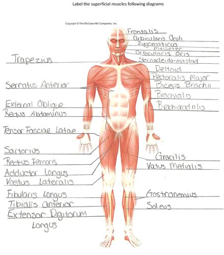 Anatomy Chapter 9 Muscular System Flashcards Quizlet