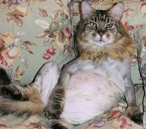 11 Cute Pictures Of Shaved Cats Lifestyle