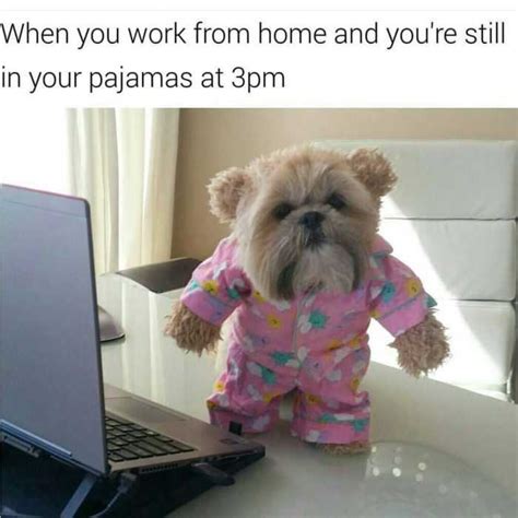 Then sample this selection of funny animal memes, featuring bears, spiders, armadillos, and plenty of other, less photogenic creatures. Funny Work From Home Memes | The Funny Beaver