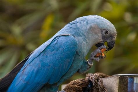 Is The Blue Macaw Extinct Surprising Facts And Faqs Pet Keen Online Store