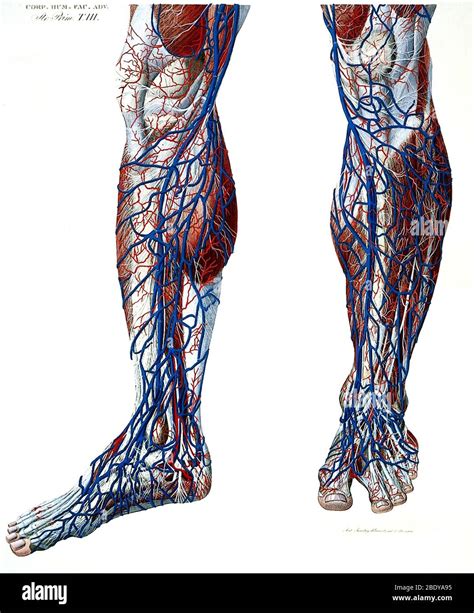 Blood Vessels Leg Hi Res Stock Photography And Images Alamy