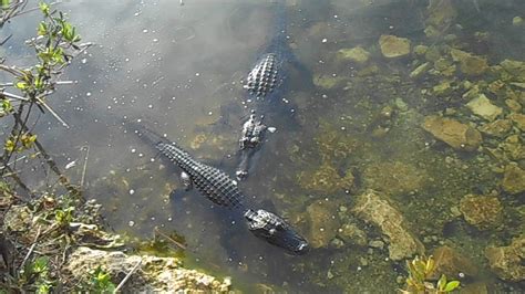 Another Gator Now Two Alligators In The Blue Hole National Key Deer