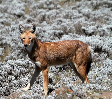 The Ethiopian Wolf Meet Africas Fascinating Most Endangered Carnivore