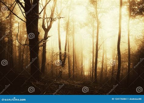 Surreal Misty Forest At Sunset Stock Photo Image Of Gothic