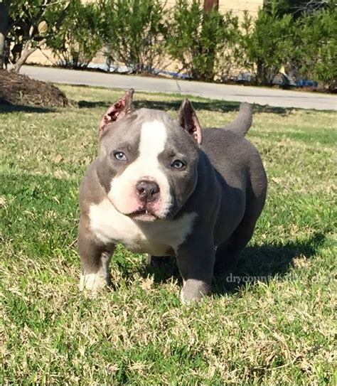 The mother (dream) is a xl pitbull 2.5 years old, stands at 21 inches tall, 80lbs. Tri Color Pitbull Puppies For Sale In Alabama | Top Dog Information