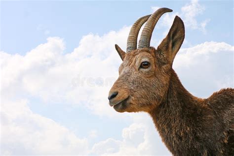 Head Of A Siberian Ibex Ram With Curved Horns In The Sun In Front Of
