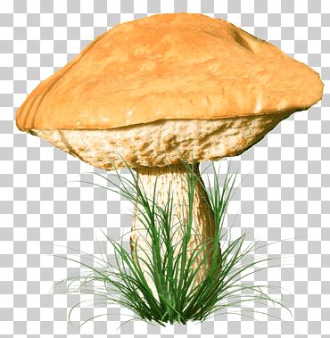 Ver más ideas sobre fungi, hongos, tipos de hongos. Hongo hongo, setas cultivadas, blanco, niño, sombrero png ...