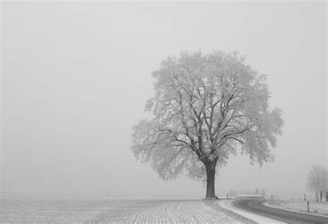 Free Images Landscape Tree Nature Branch Snow Cold Black And