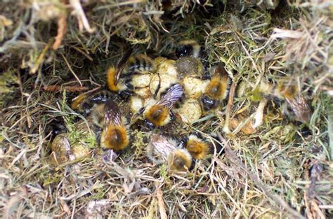 Ground And Wood Nesting Bees Learn To Identify Common Backyard Species