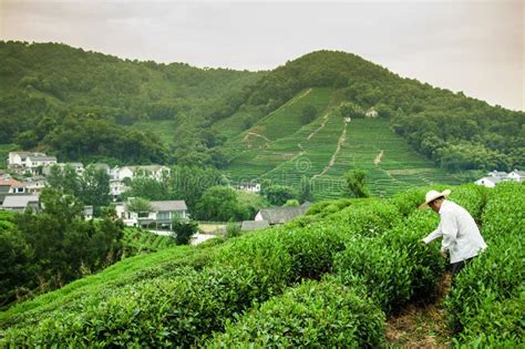 Tea Plantation In Meijiawu Village Hangzhou China Editorial