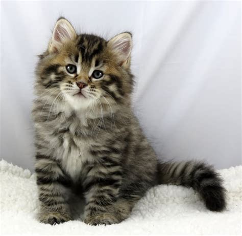 Siberian Cat Info Personality Kittens Pictures