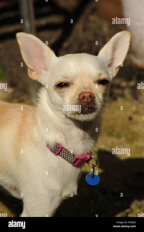 Pet Dog Chihuahua Head Shot Stock Photo Alamy