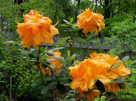 2014 My Favorite Deciduous Azaleas Floragloria