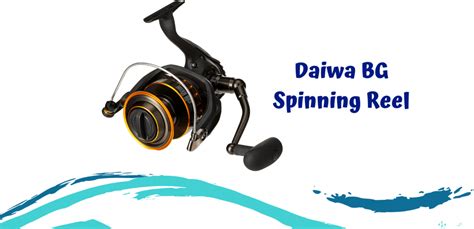 Daiwa BG Spinning Reel Review 2020 Fishing For Sport Spinning