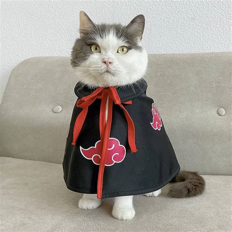 Update More Than 81 Anime Cat Cosplay Costume Latest In Cdgdbentre
