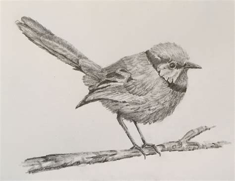 Superb Blue Wren In Pencil By Penny Foster With Images Bird
